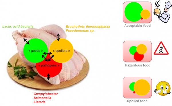 Description et comportement des communautés bactériennes de la viande de poulet conservée sous atmosphère protectrice