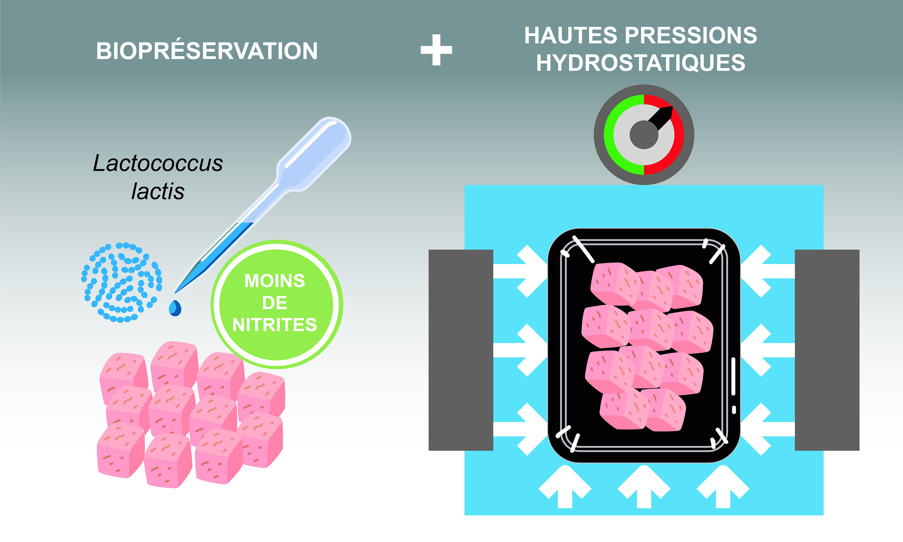 Combinaison Hautes Pressions et Biopréservation, une alternative possible à l’ajout de nitrites