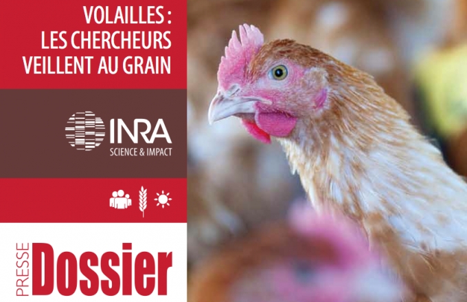 dossier volaille